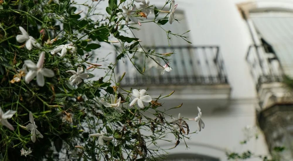 beautiful jasmine flowers in spain