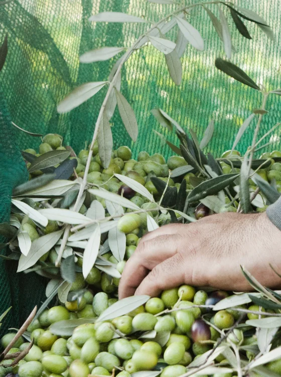 picking olives at the olive oil harvest