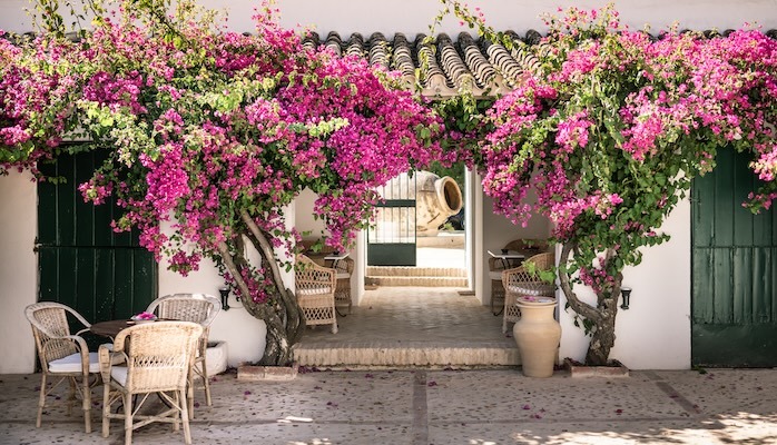 Relexing in the courtyards of Andalucia
